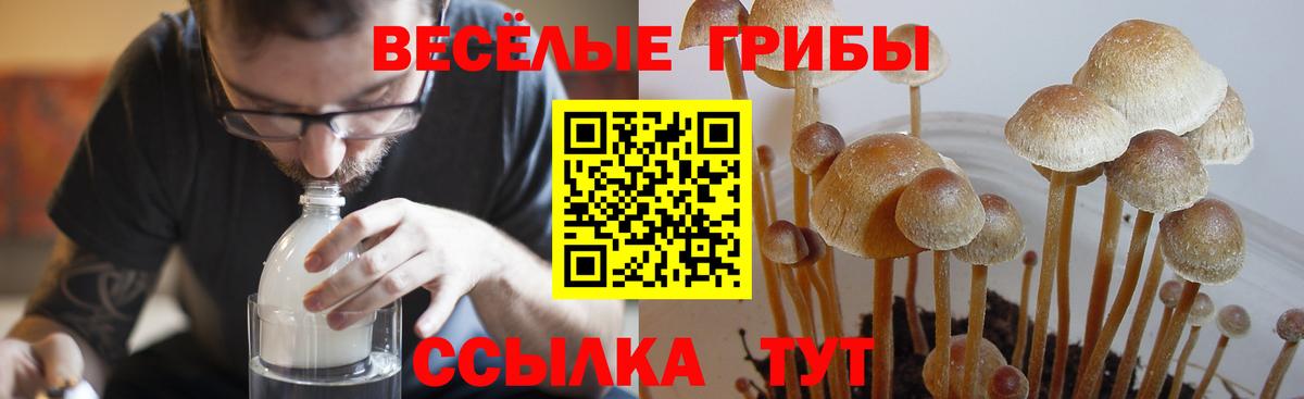 Курчалой  Галлюциногенные грибы ЛСД  Вход с VPN 
